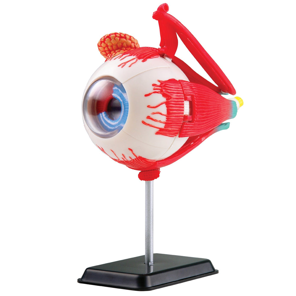 Anatomy Model: Eyeball 35pc 14cm